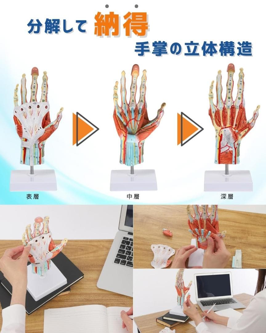 手解剖模型 7パーツ分解 原寸大 軟部組織付き 理学療法士監修 人体模型 手関節