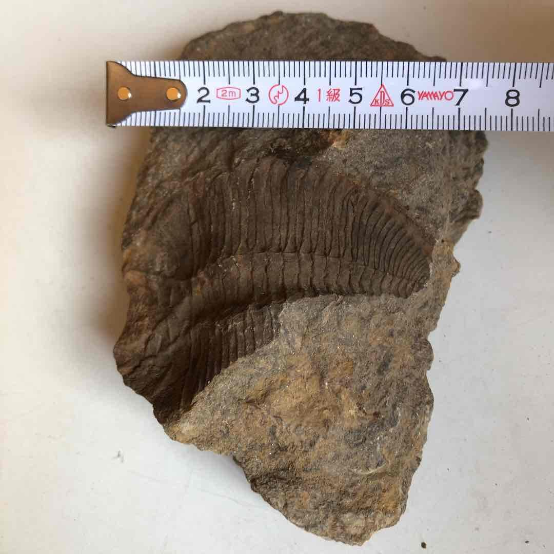 三葉虫化石　貴重品　モロッコで採取　輸出禁止になりました。