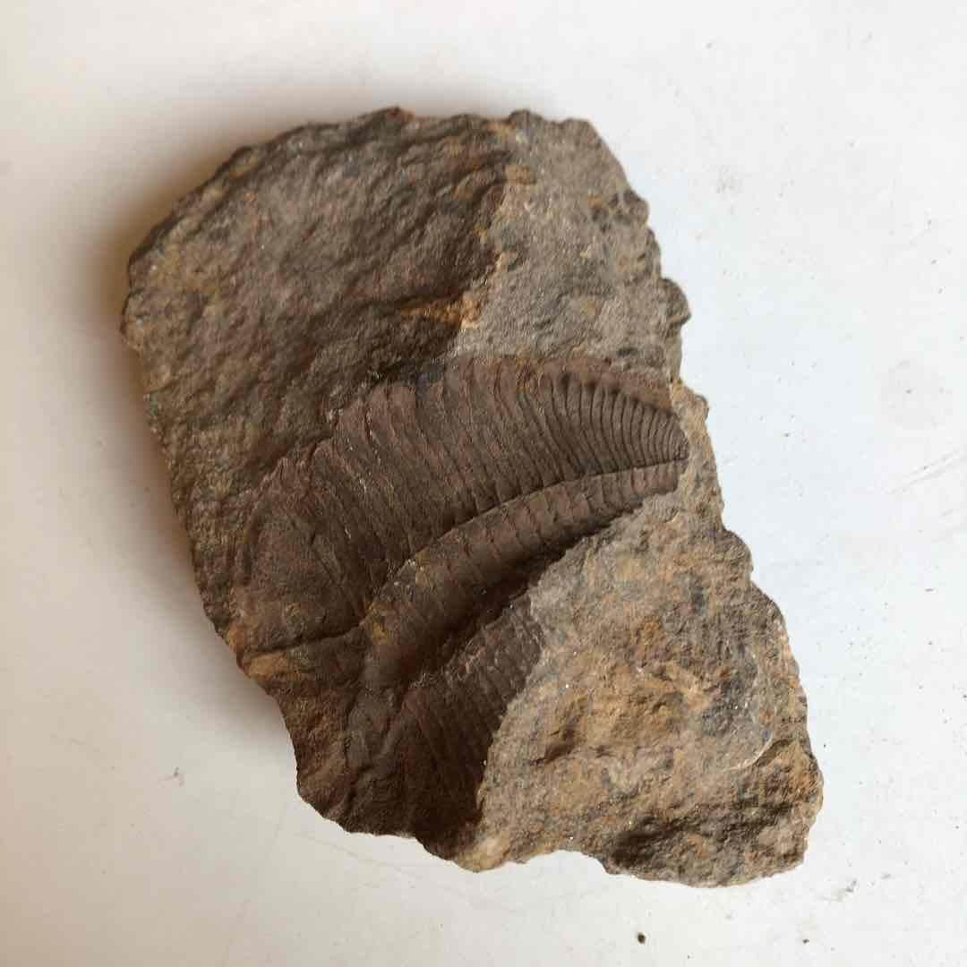 三葉虫化石　貴重品　モロッコで採取　輸出禁止になりました。