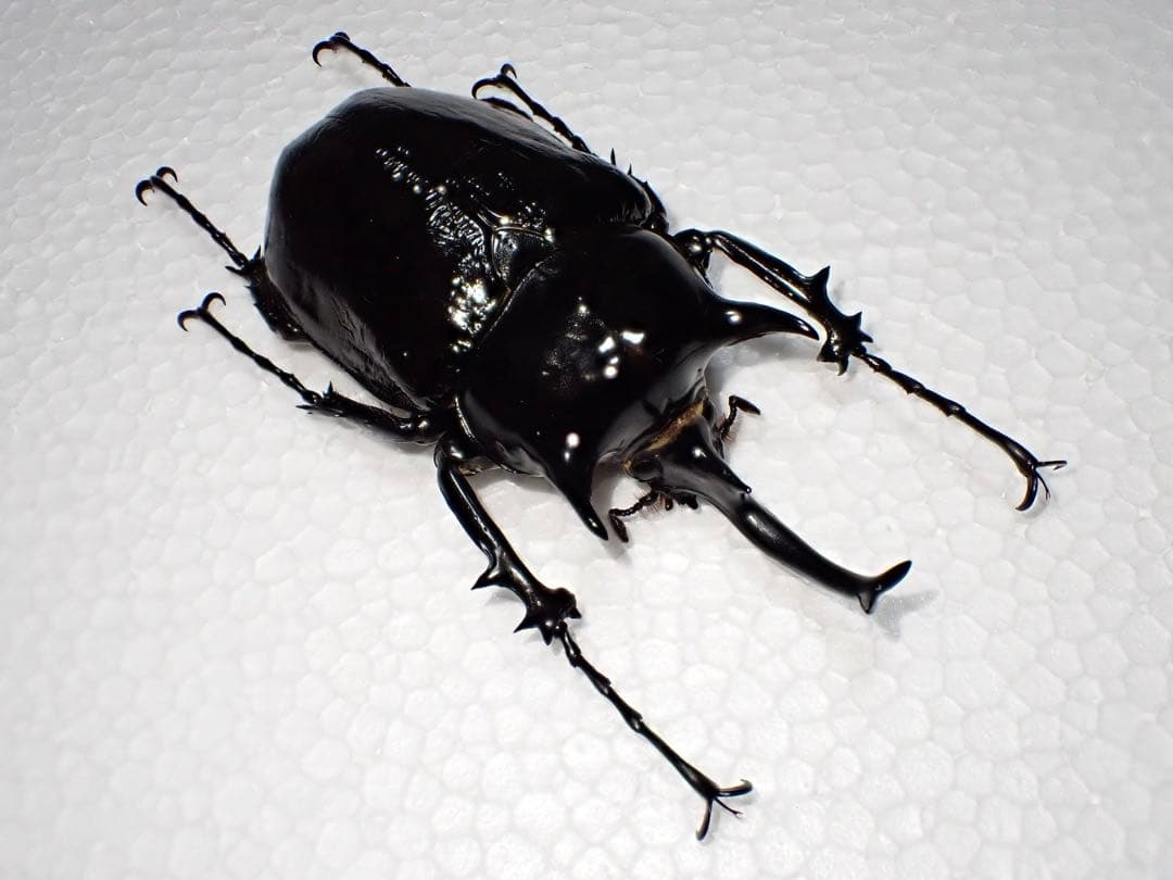^_^【標本】マルスゾウカブト　ペルー産　103.5ミリ　野外品