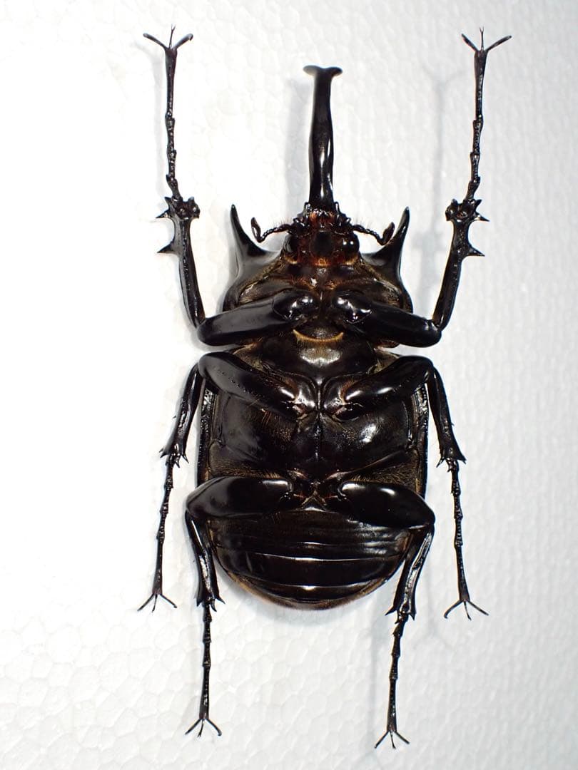 ^_^【標本】マルスゾウカブト　ペルー産　103.5ミリ　野外品