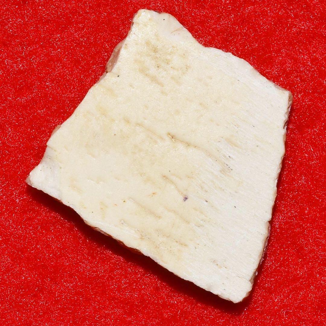 マダガスカル産 エピオルニスの卵殻化石