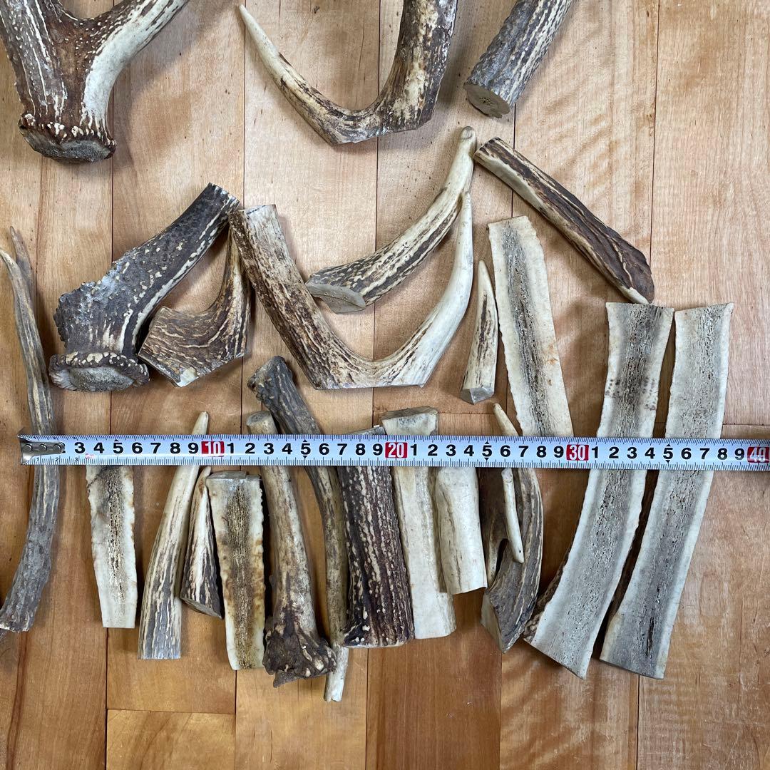 エゾシカ 蝦夷鹿 角 まとめ売り