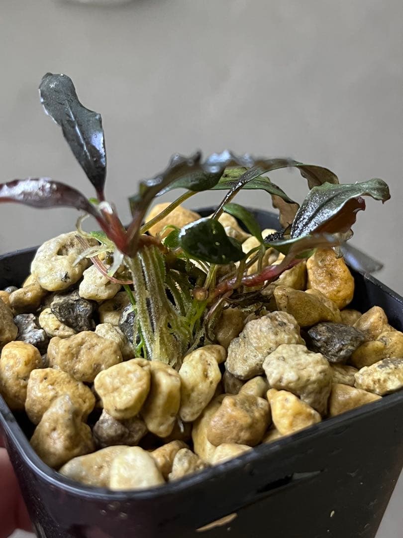 水草 Bucephalandra sp.Ghost Kalimantan