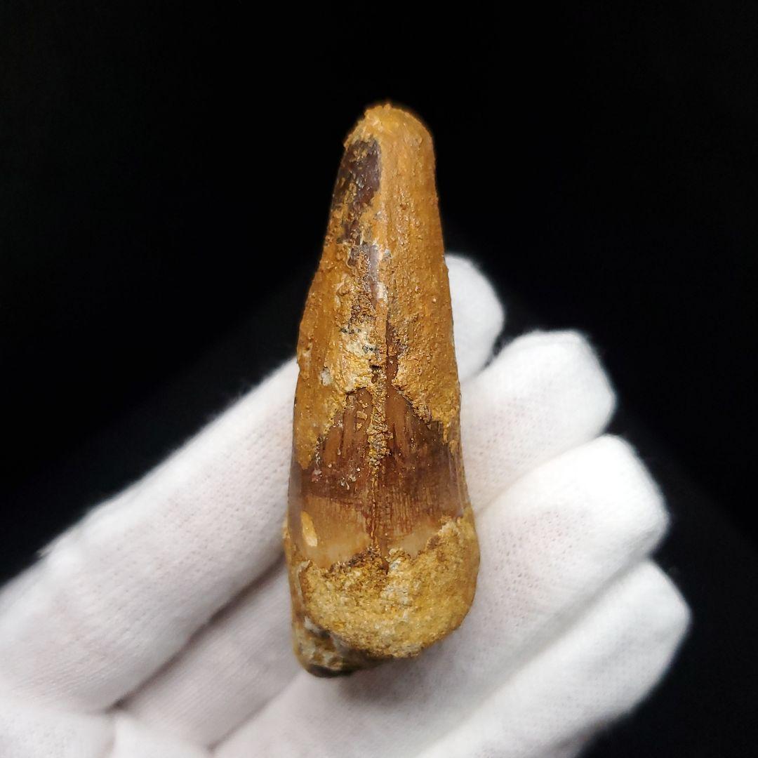 スピノサウルス 本物 モロッコ産 60.13mm  sp466