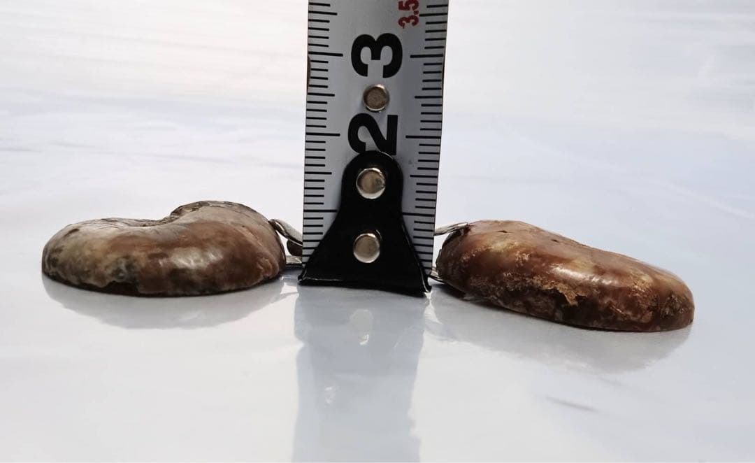 天然 アンモナイト アンティーク ペンダント ネックレス 2点 セット