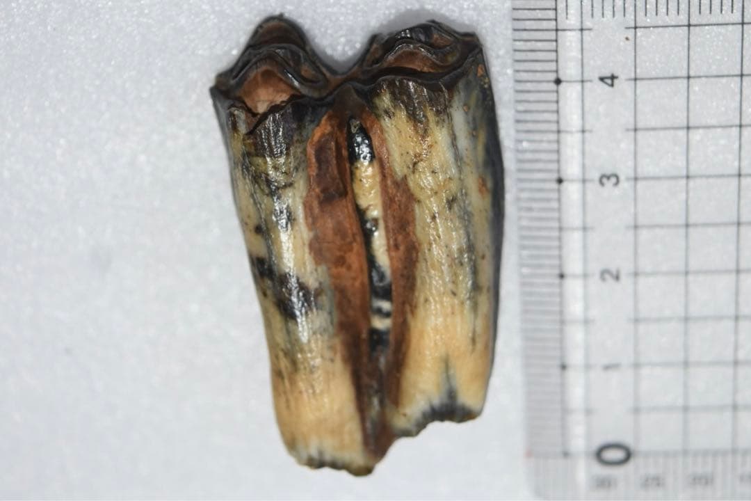 沖縄県産　哺乳類の歯化石