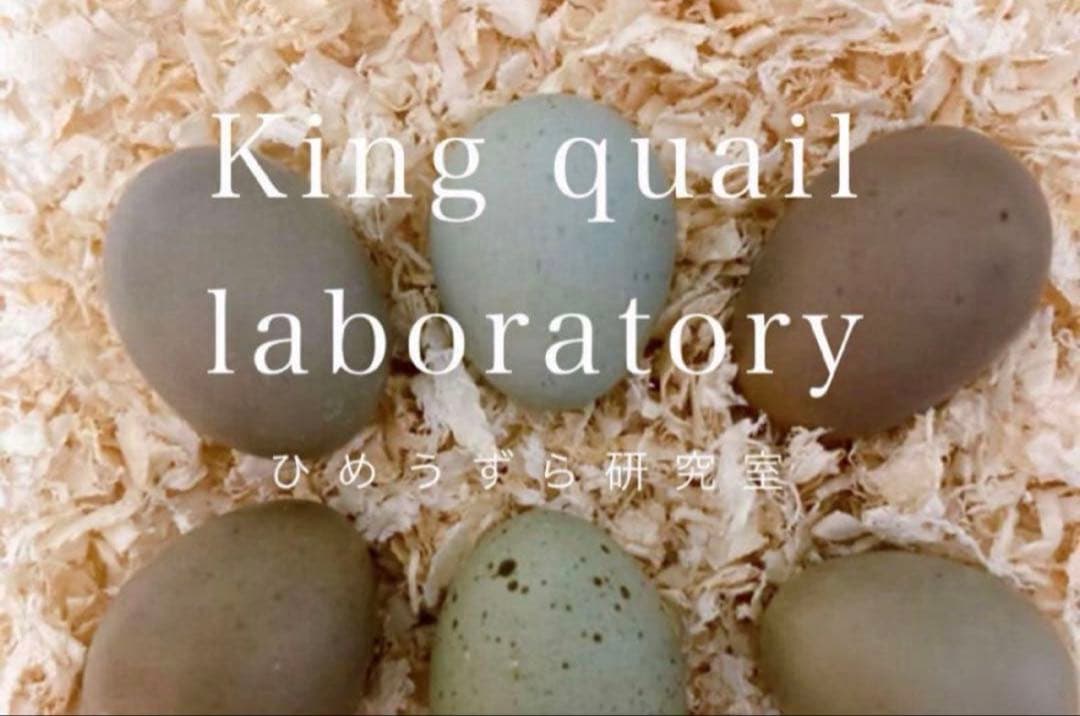 【2026年発送】ひめうずら研究室 成鳥用配合飼料 4kg 鳥 餌 ヒメウズラ