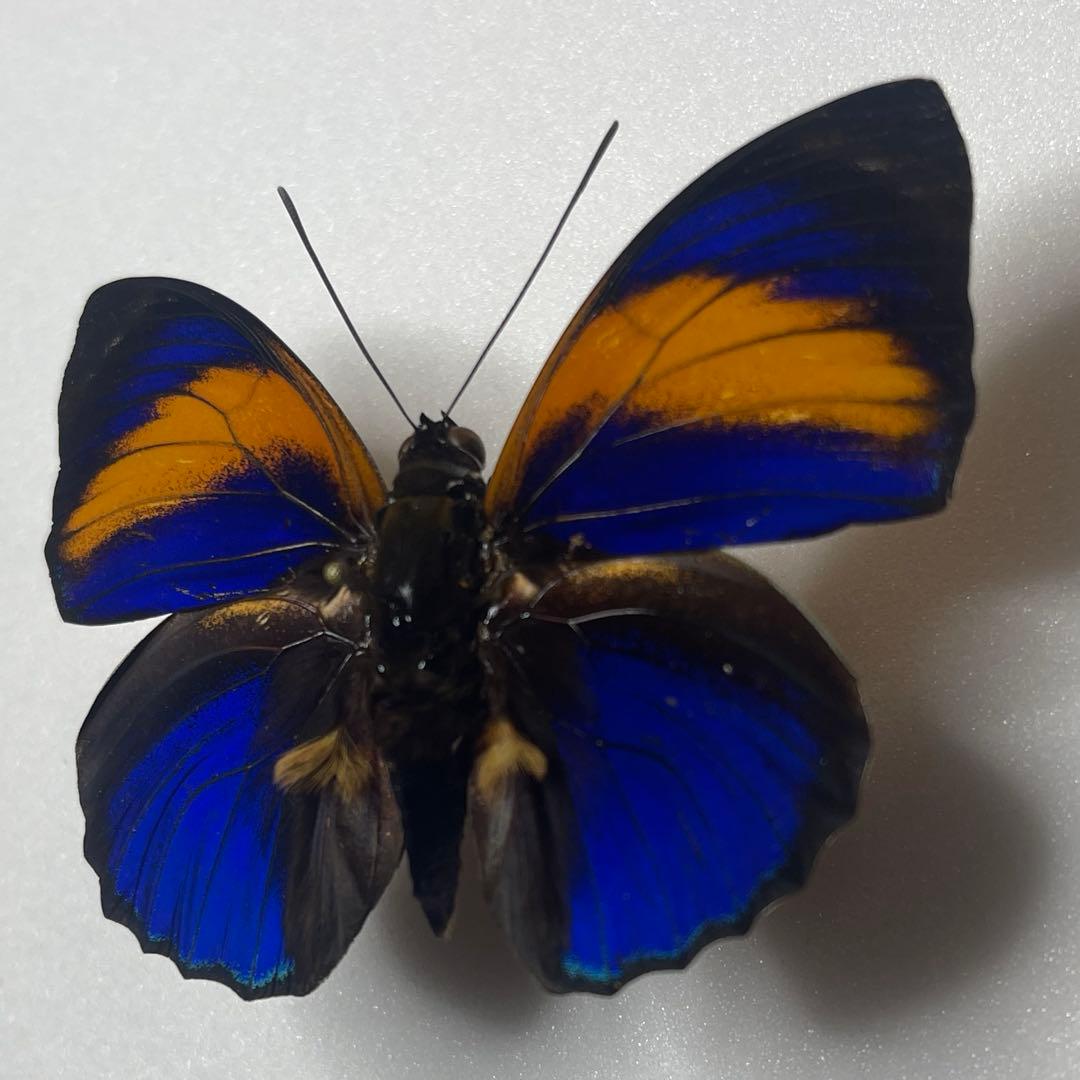 アグリアス　ファルキドン標本