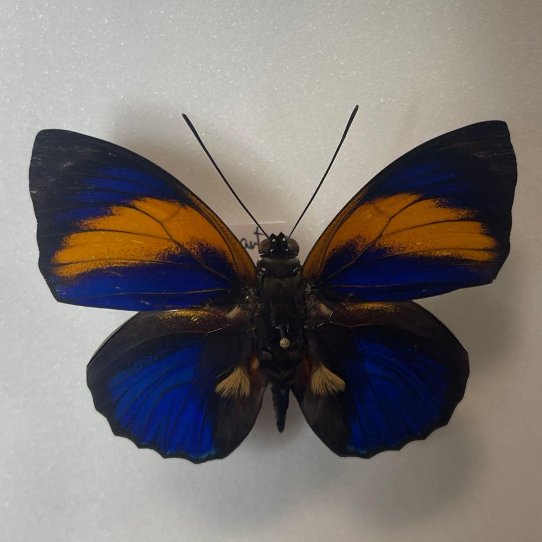 アグリアス　ファルキドン標本