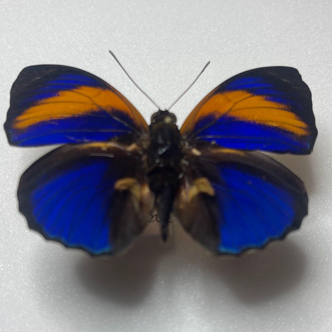 アグリアス　ファルキドン標本