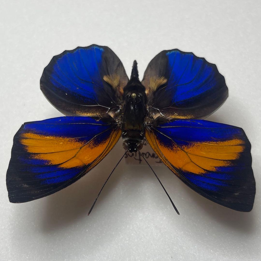 アグリアス　ファルキドン標本