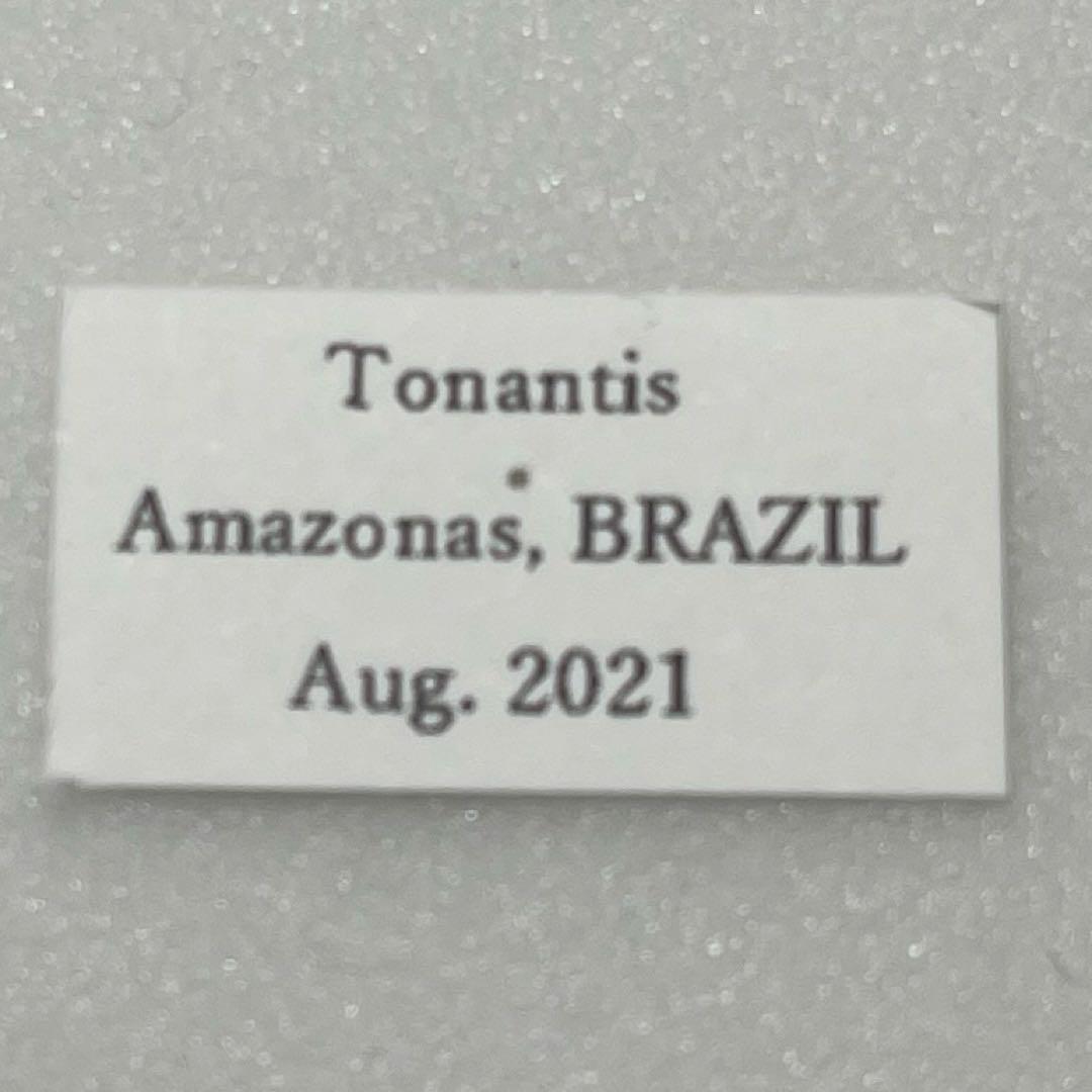 アグリアス　ファルキドン標本