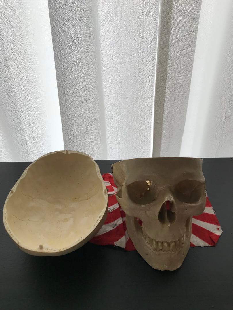 頭骨 人体模型 ドイツ 髑髏 ドクロ 置物 オブジェ アートvintage