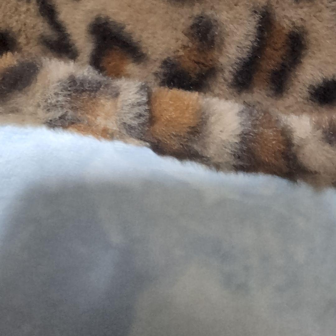 櫻井敦司　ブランケット