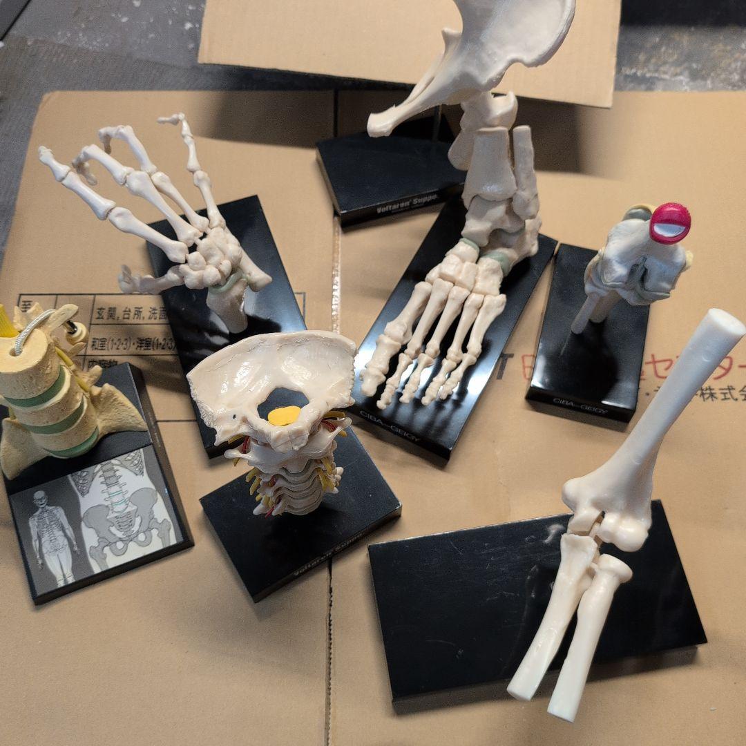 人体模型 7体セット