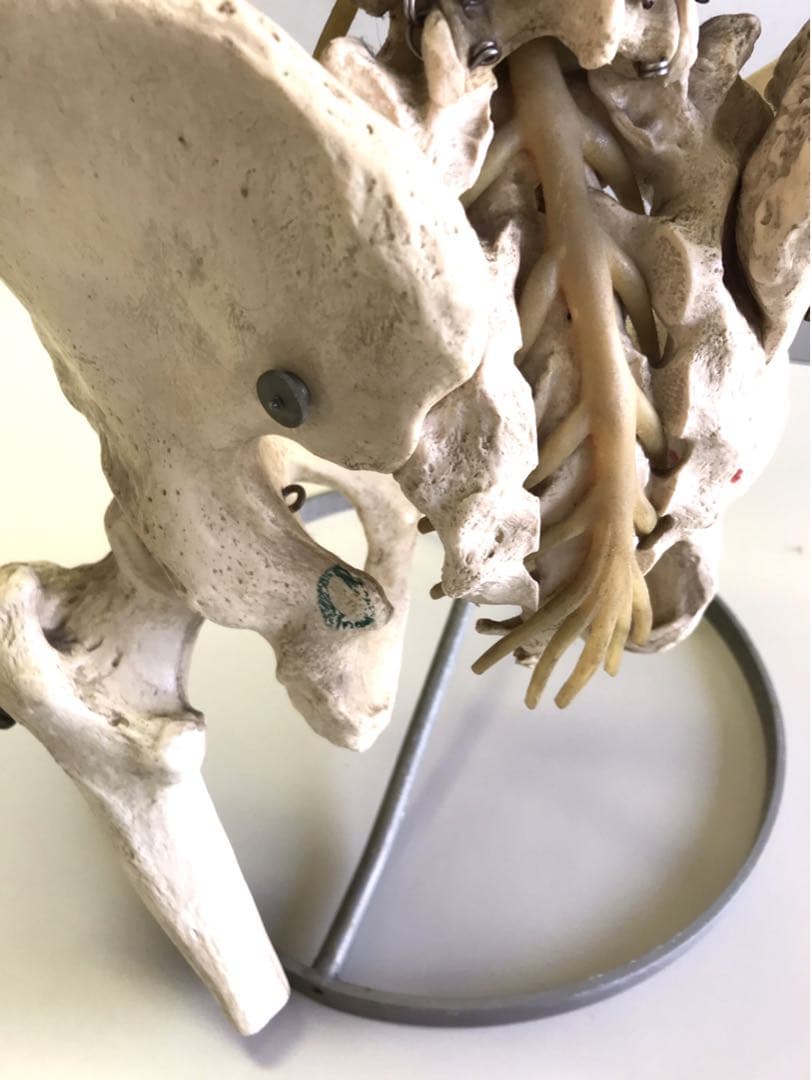 ソムソ社　胸郭・股関節付脊椎骨盤模型♡ 西ドイツ製