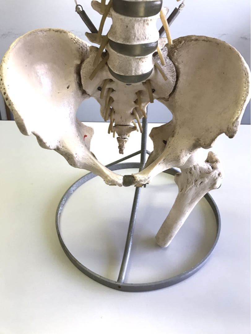 ソムソ社　胸郭・股関節付脊椎骨盤模型♡ 西ドイツ製