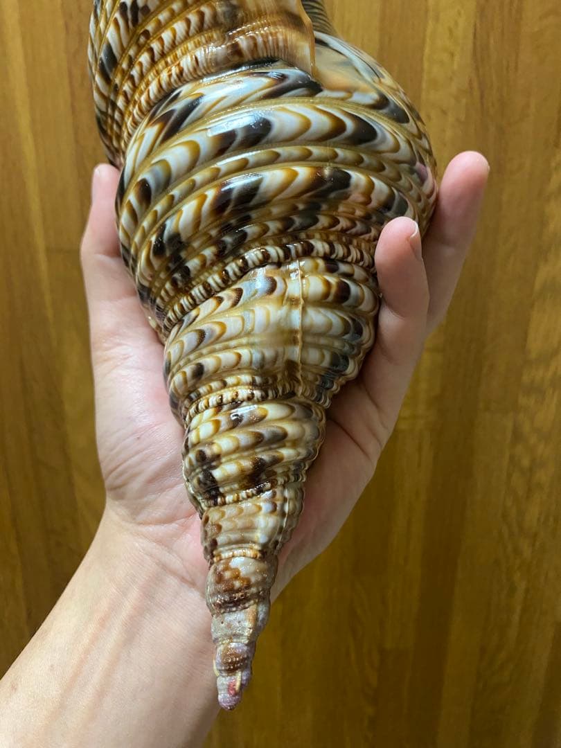 法螺貝　新鮮なホラ貝　35cm 色合いが綺麗