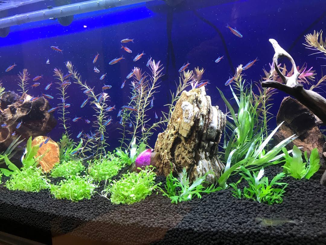 【BBWさま専用】【取りに来ていただける方】90cmスリム水槽＆水槽台&ライト＋