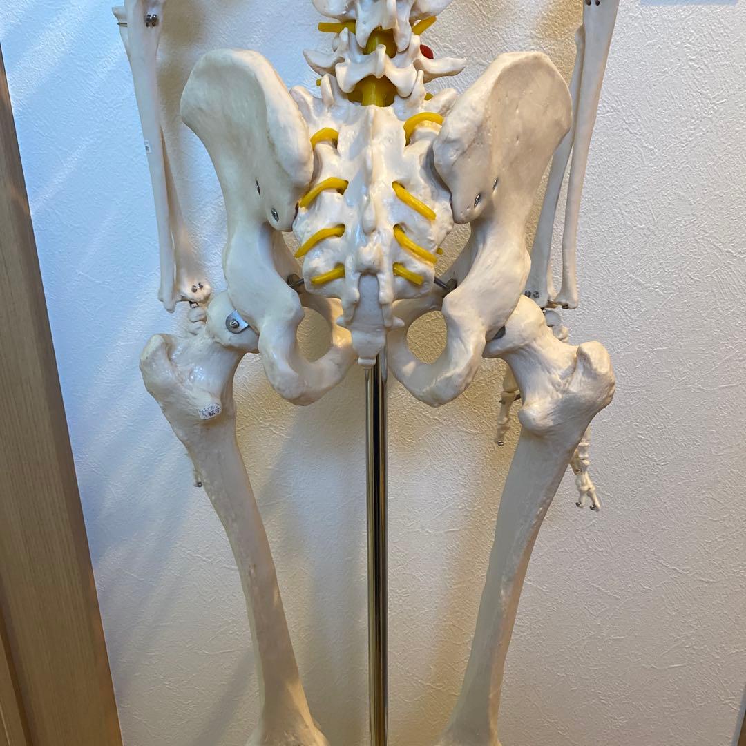 骨格模型　等身大サイズ