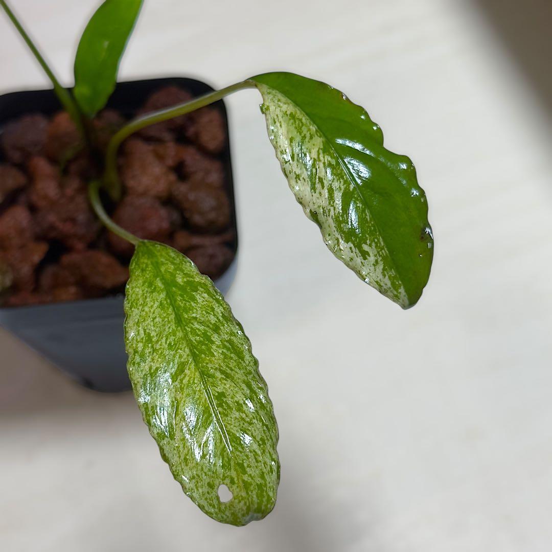 食*家様 ブセファランドラ Bucephalandra Pipto Varieg