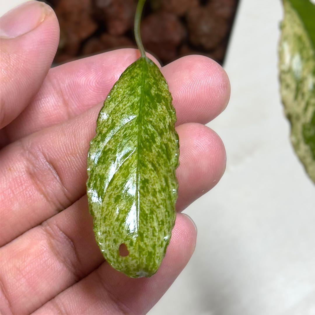 食*家様 ブセファランドラ Bucephalandra Pipto Varieg