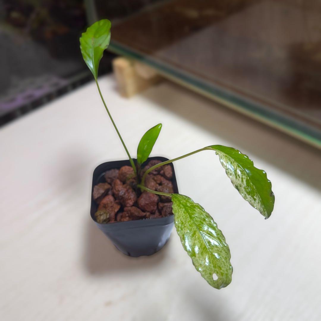 食*家様 ブセファランドラ Bucephalandra Pipto Varieg