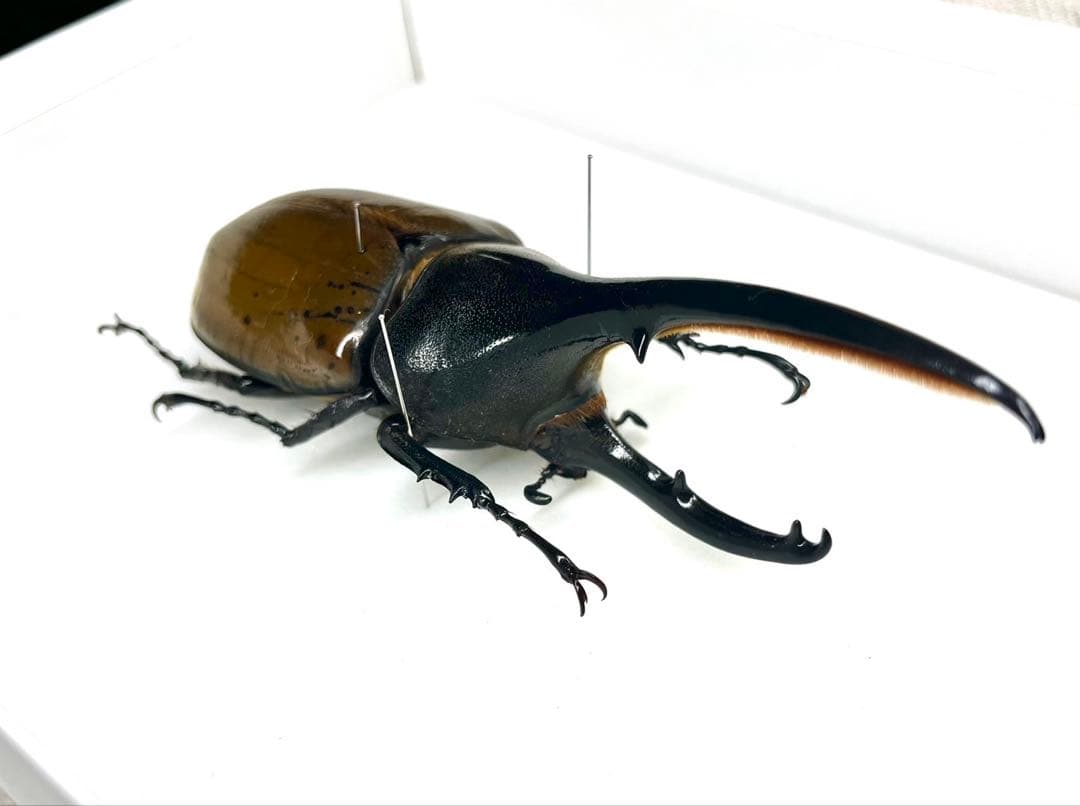 ヘラクレスオオカブト ブリュゼニ 130mm 標本
