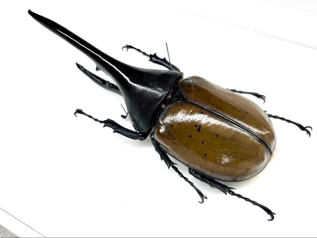 ヘラクレスオオカブト ブリュゼニ 130mm 標本