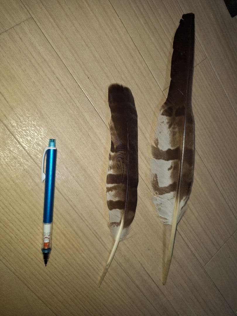 鳥の羽　ハチクマの羽　弓道