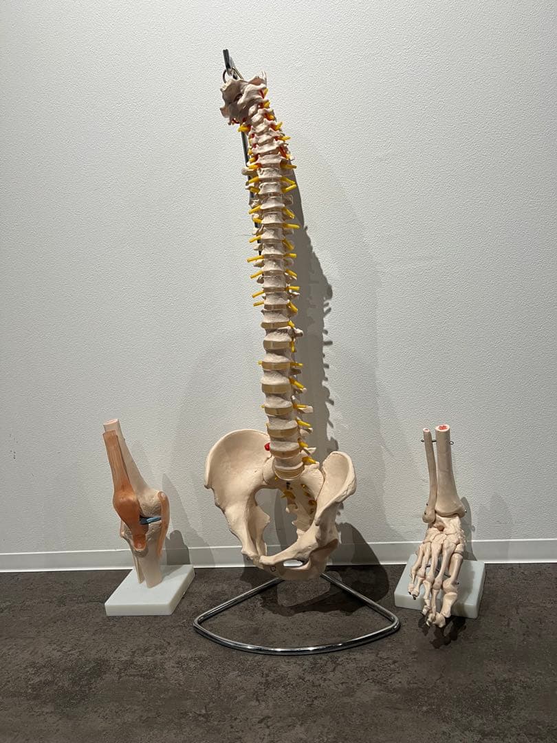 人体模型 脊椎・膝・足部