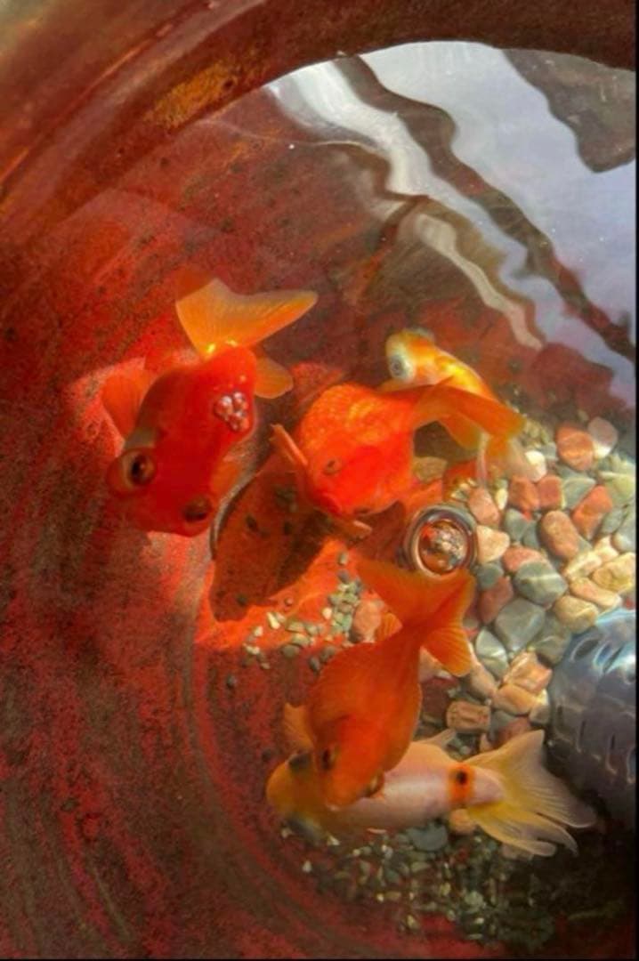 美しい金魚鉢　　大鉢　　睡蓮鉢　赤鉢