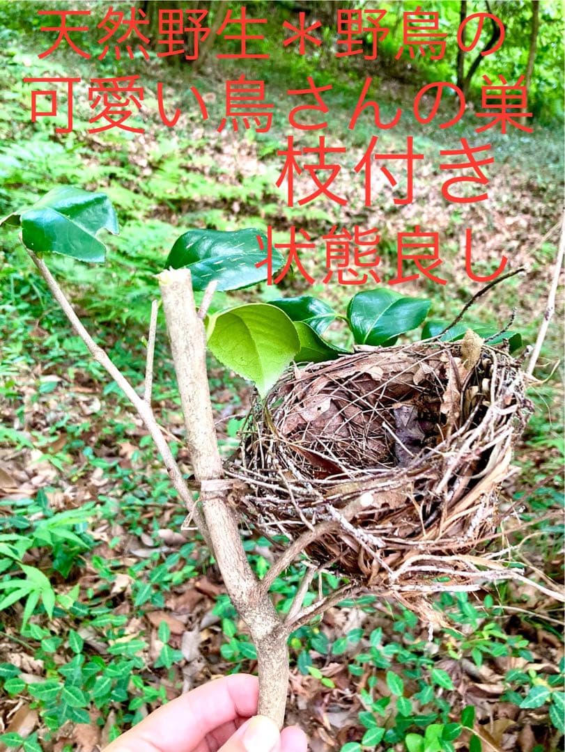 天然野生＊野鳥＊とっても可愛い枝付き【鳥の巣】巣＊小鳥の巣＊ネイティブオブジェ