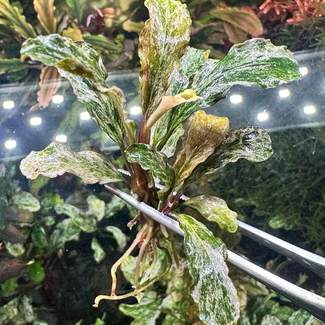 ブセファランドラ グリーンウェービー斑入り ハイグレード株