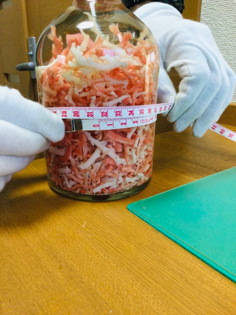 本珊瑚 桃色珊瑚　瓶詰め 原木 枝 置物　インテリア　ピンクサンゴ　コーラル