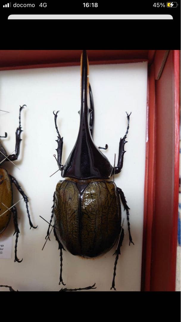 【最終値下げ】大型ヘラクレスリッキー標本145mm（ブルー系）