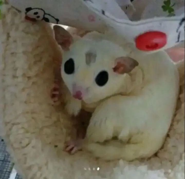 モモンガハウス（りんご柄） 夏仕様  涼しい夏生地を使用❗️ 1600円