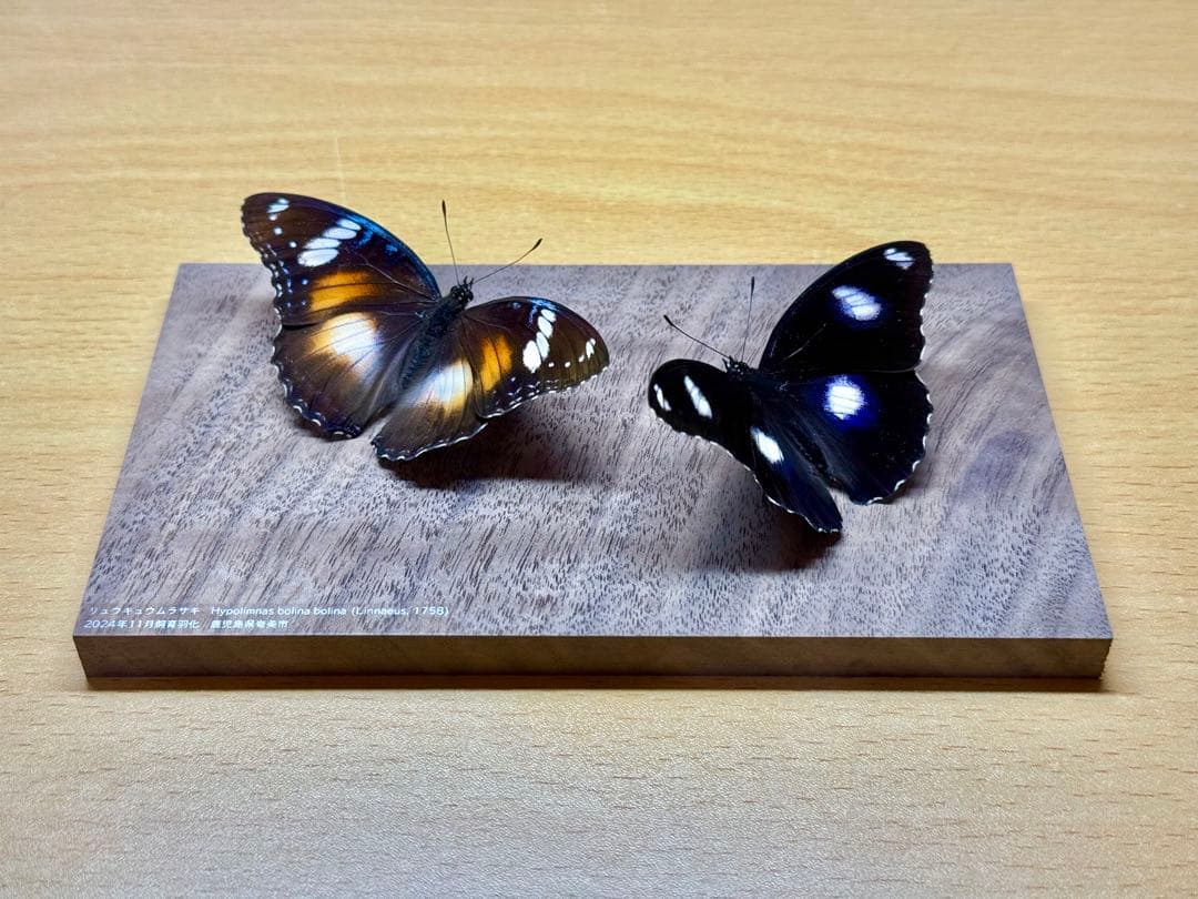【立体標本】国産蝶標本　リュウキュウムラサキ（海洋島型）　雌雄ペア　ライブ標本