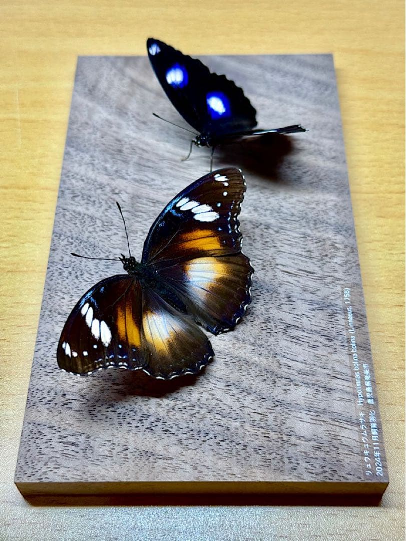 【立体標本】国産蝶標本　リュウキュウムラサキ（海洋島型）　雌雄ペア　ライブ標本