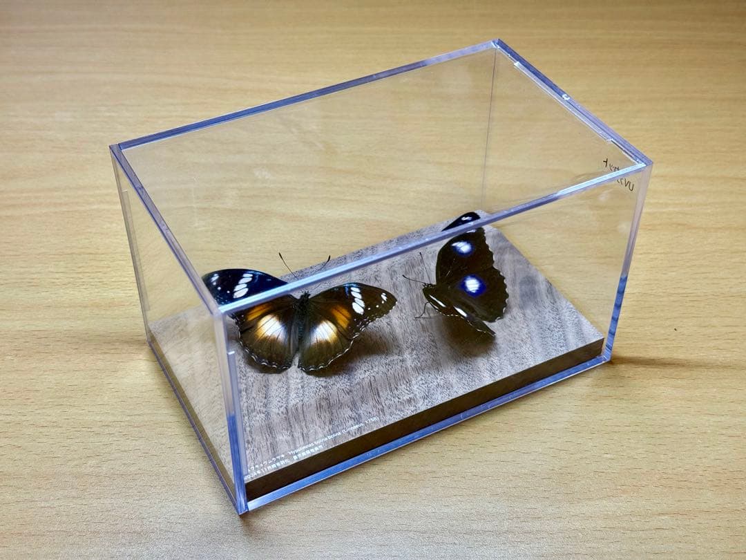 【立体標本】国産蝶標本　リュウキュウムラサキ（海洋島型）　雌雄ペア　ライブ標本