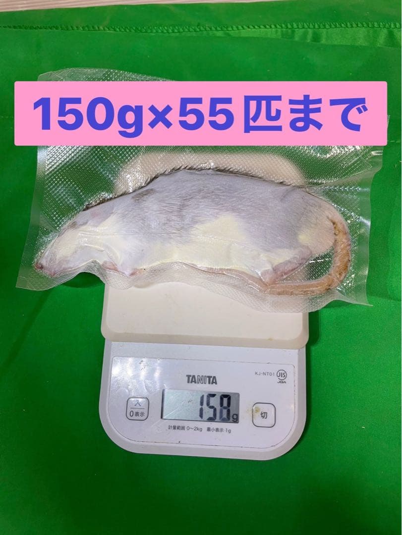 【tingachan】冷凍ラット