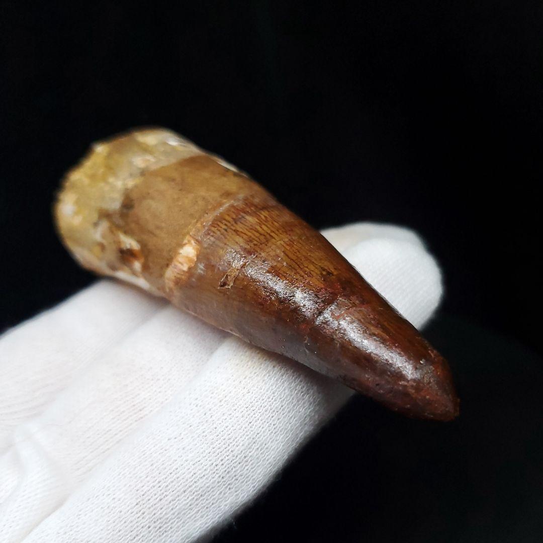 美品 スピノサウルス 本物 モロッコ産 71.57mm sp429