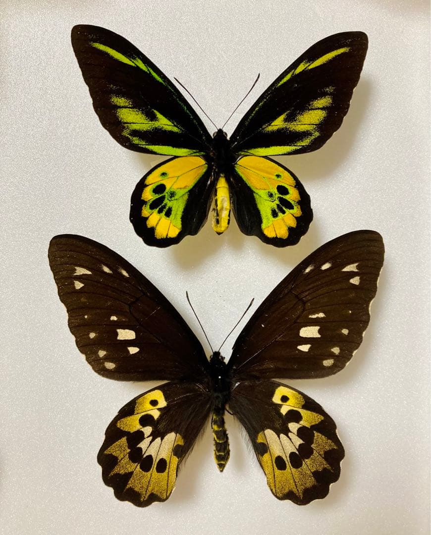 【1ペア】ロスチャイルドトリバネアゲハ（西イリアン産）