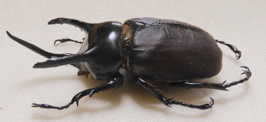 パプア産サンボンヅノカブト 70mm