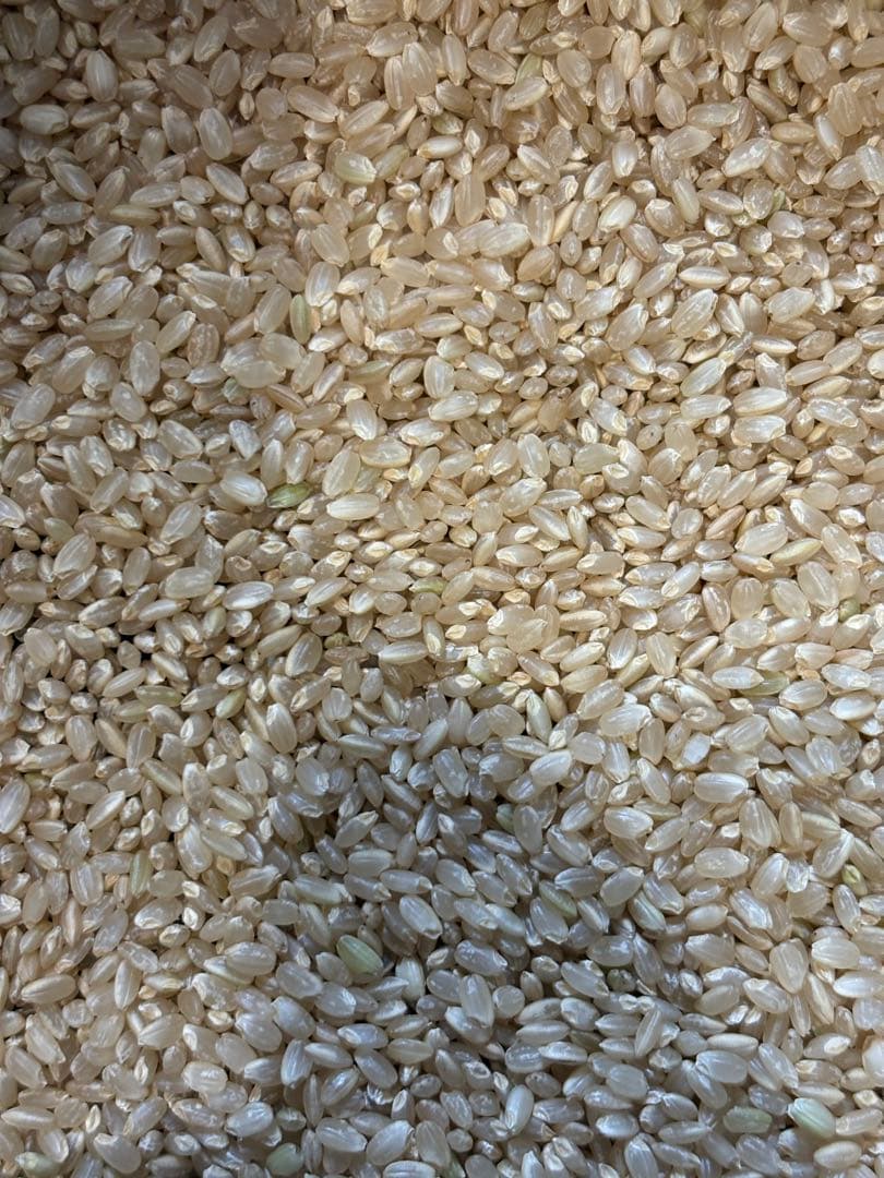 くず米　袋込み20kg (正確には19.1キロ)