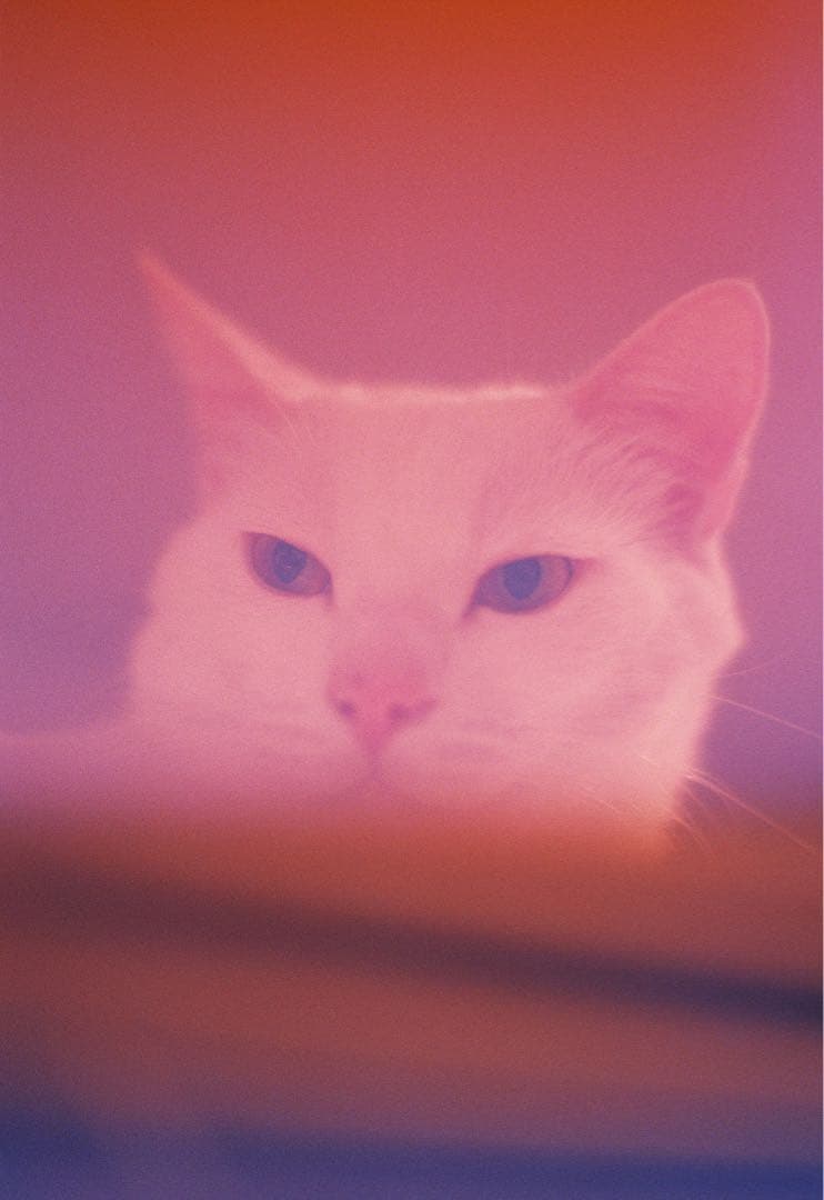 【美品】Nikon FM2 50mm f1.4 85mm f1.8NIKKOR