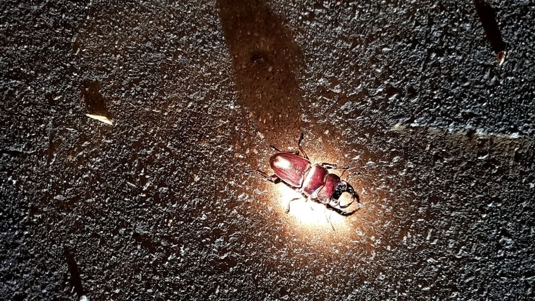 オオクワガタライトトラップ1000w400w