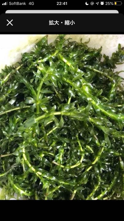 アナカリス オオカナダモ　1000本