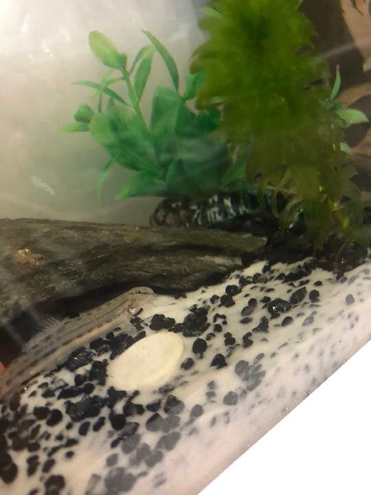 アナカリス オオカナダモ　1000本